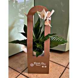 SPATHIPHYLLUM BOX