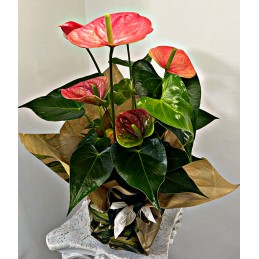 ANTHURIUM ROSA