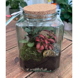 TERRARIUM MEDIO