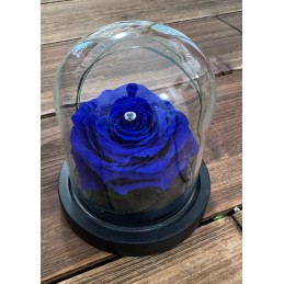 MINI ROSA INCANTATA BLU