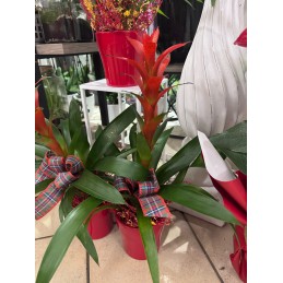 GUZMANIA NATALE