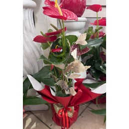 ANTHURIUM NATALE