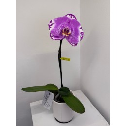 ORCHIDEA FIORE SINGOLO