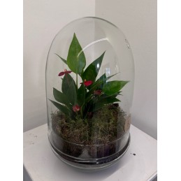 TERRARIUM ANTHURIUM